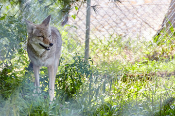 Naklejka na ściany i meble Calm Coyote in Grassland at Wolf Park, Eye-Level View
