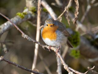 Rotkehlchen (Erithacus rubecula)