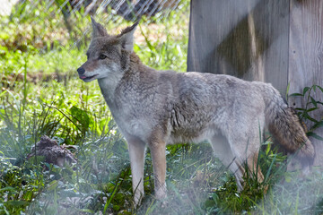 Fototapeta premium Alert Coyote in Sanctuary, Profile View with Fences