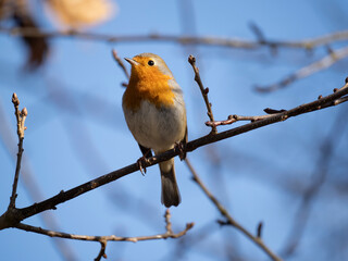 Rotkehlchen (Erithacus rubecula)