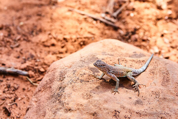 Camo Lizard on Sedona Rock in Desert Habitat