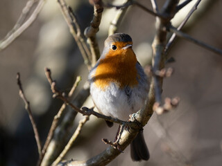 Rotkehlchen (Erithacus rubecula)