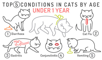 Top 5 conditions in cats by age. Under one year cat.