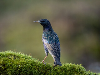 Star (Sturnus vulgaris)