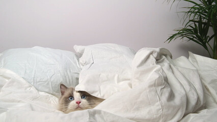 Fototapeta na wymiar Cat on white bed linen.
