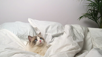Cat on white bed linen.