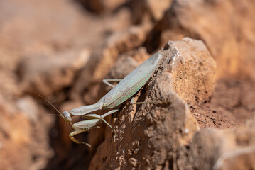 Praying mantis (Mantis religiosa) on the ground. Mantis sitting on  stone rock.Mantis in greece island.