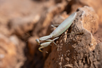 Praying mantis (Mantis religiosa) on the ground. Mantis sitting on  stone rock.Mantis in greece island.