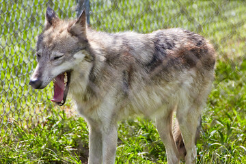 Naklejka na ściany i meble Profile of Panting Wolf in Sunlit Sanctuary