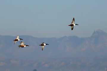 Cuatro patos volando, Anas platyrhynchos, en el parque natural El Hondo con las montañas de...