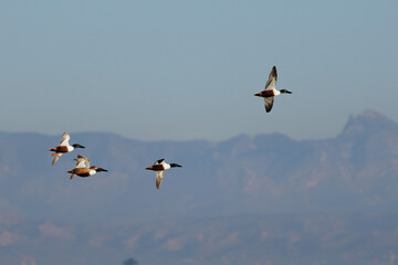 Cuatro patos volando, Anas platyrhynchos, en el parque natural El Hondo con las montañas de Crevillente al fondo, España