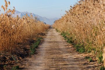 Fototapeta premium Camino en invierno de la puerta sur de acceso a los observatorios en el parque natural El Hondo en Elche y Crevillente, España