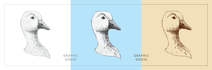 Three sketch drawings of a goose's head. Pencil drawing on paper and contour drawing in vintage style. Animals farm birds, wildlife. Hand-drawn. 