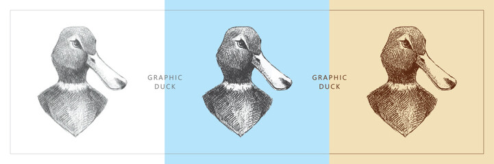 Three sketch drawings of a duck's head. Pencil drawing on paper and contour drawing in vintage style. Animals farm birds, wildlife. Hand-drawn. 