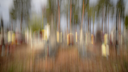 Abstract blur of trees in forest.