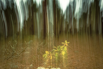 Abstract blur of trees in forest.