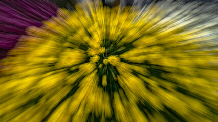 Zooming flowers,abstract flowers,flower colors,autumn colors.