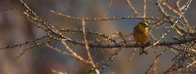 Yellowhammer (Emberiza citrinella) Zigolo giallo