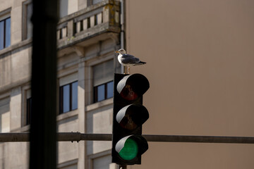 A seagull sits on a traffic light in the city of Porto in Portugal. Green traffic Light.