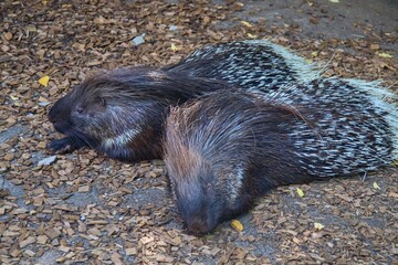 Porcupine in the zoo