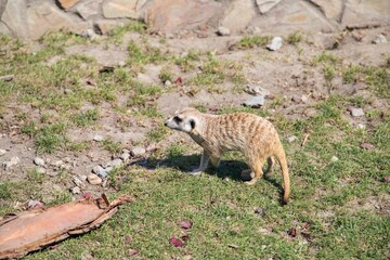 Meerkat in the Zoo