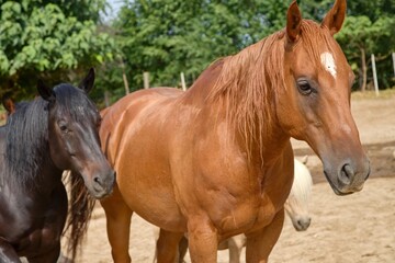 Horse on the farm in summer 