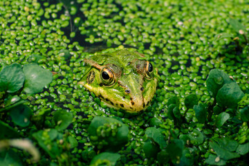 Iberian green frog, medium to large sized frog, which can reach 11 cm in length. It has a very...