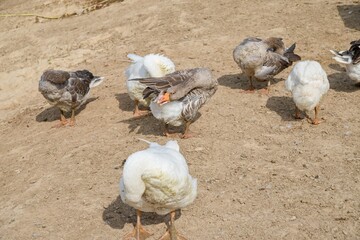 Geese on the farm