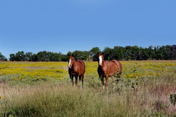 Field and Two Chestnut Horses