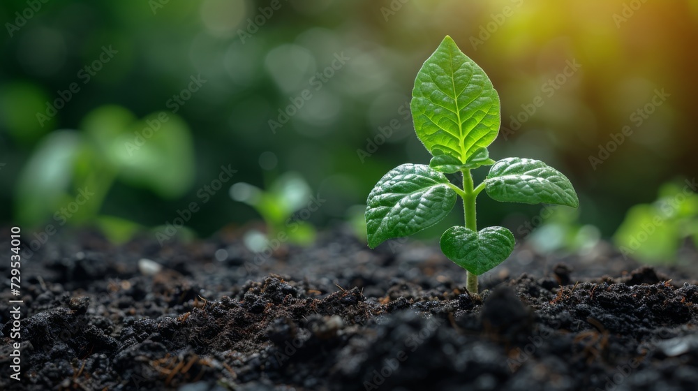 Wall mural Close up green seedling growing on fertile soil with blurred nature background. Generative AI