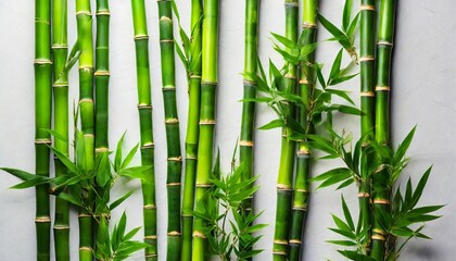 bamboo over white background