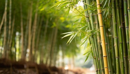 asian bamboo tree