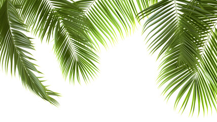 Tropical frame with green palm leaves. Tropical plant branches isolated on a transparent background.