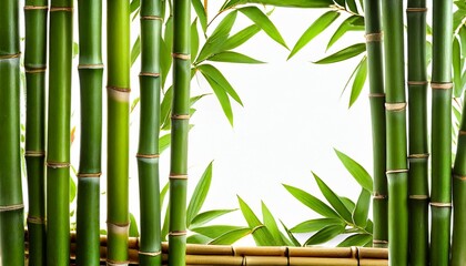 bamboo border