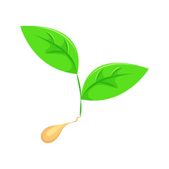Green sprout with leaves grown from seed. Grown sprout from seed, sprouted grain. Agricultural, plant grown from grain.