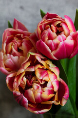 Peony multicolored tulips on a concrete background. - 729539078