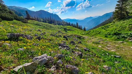 Idyllic alpine meadow of Hauslalm with scenic view of Muerztal valley, Hochschwab mountains, Styria, Austria. Wanderlust in wilderness of Austrian Alps, Europe. Hiking trail in Obersteiermark, summer © Chris
