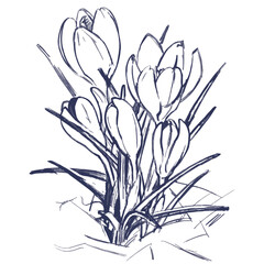Vector line art illustration of crocus flower sketch