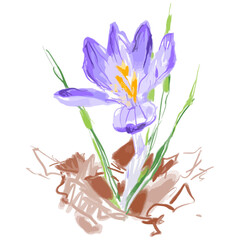 Vector watercolor illustration of crocus flower sketch.