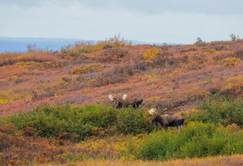 Obraz premium Pair of Bull Moose in Denali National Park Alaska in Autumn