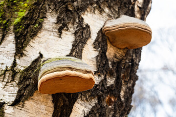 tinder fungus growing on a tree trunk