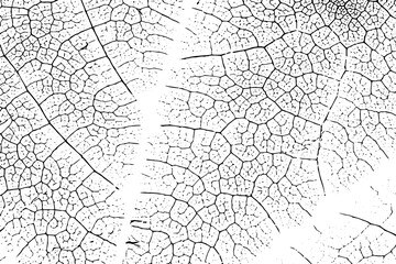 Rustic grunge texture with grain and stains. Abstract noise background. PNG graphic illustration with transparent background.