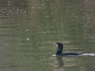 cormorant, wildlife, park, cloudy, water, nature, outdoors, anim