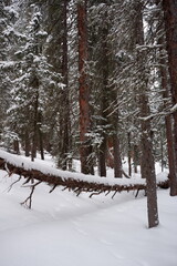 Photo of Winter Forest of Subalpine Fir and Limber Pine in Echo Lake Colorado USA