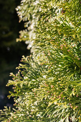 Green thuja branches closeup, background or texture