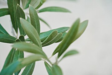 Obraz premium Close-up olive leaf on a white background.