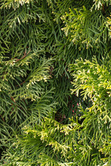 Green thuja branches closeup, background or texture