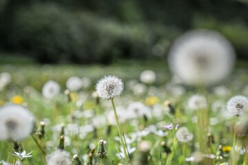 Nahaufnahme einer Pusteblume oder Löwenzahn Blume auf einer Blumenwiese, Deutschland