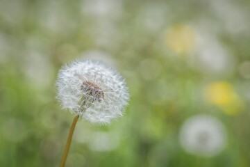 Nahaufnahme einer Pusteblume oder Löwenzahn Blume auf einer Blumenwiese, Deutschland