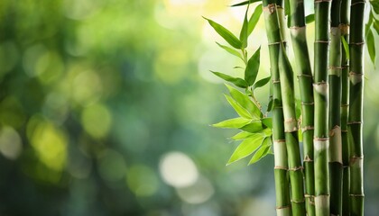 Fototapeta na wymiar green bamboo stems on blurred background space for text